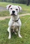 adoptable Dog in  named Leo