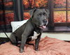 Bluey (Garrett) - Photo 2