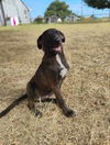adoptable Dog in  named Ratatat