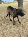 adoptable Dog in  named Oakley