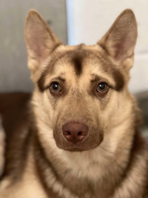 ALTO - Shepherd / Husky available for adoption