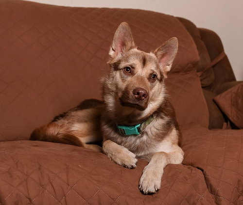picture of the dog needing adoption