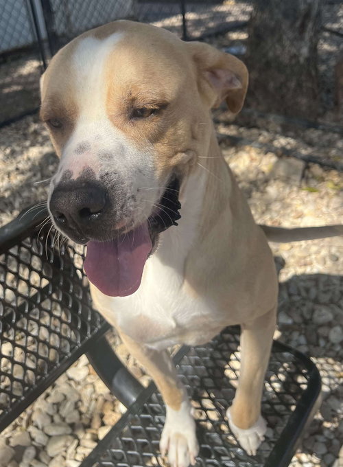 DEUCE - Labrador Retriever available for adoption