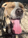 Deuce - Photo 5