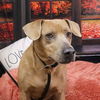 adoptable Dog in  named Munchkin