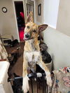 adoptable Dog in  named Zoey