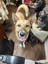 Zoey - Photo 2