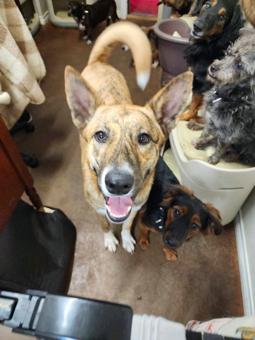 ZOEY - German Shepherd Dog / Alaskan Malamute available for adoption
