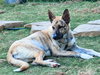 Zoey - Photo 3