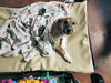 Zoey - Photo 5