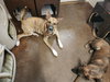 Zoey - Photo 8
