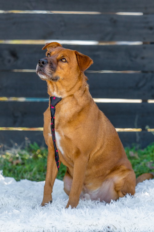 picture of the dog needing adoption