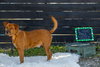 Spike - Photo 2