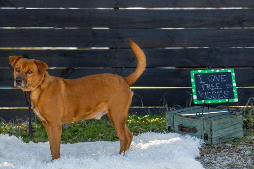 SPIKE - Shepherd available for adoption