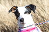 adoptable Dog in  named Luna
