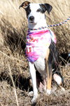 Luna - Photo 2