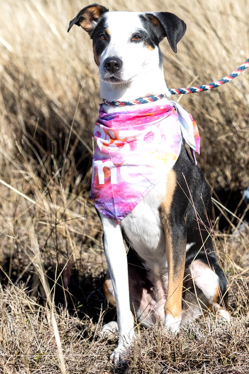 LUNA - Collie available for adoption