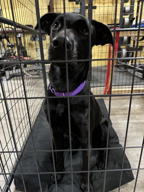 MEW - Labrador Retriever available for adoption