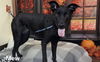 adoptable Dog in  named Mew