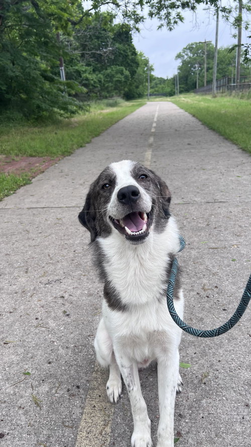 CLIPPER - Shepherd available for adoption