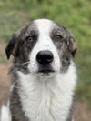adoptable Dog in  named Clipper