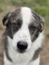 Clipper - Photo 5