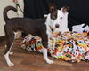 adoptable Dog in  named Raquel