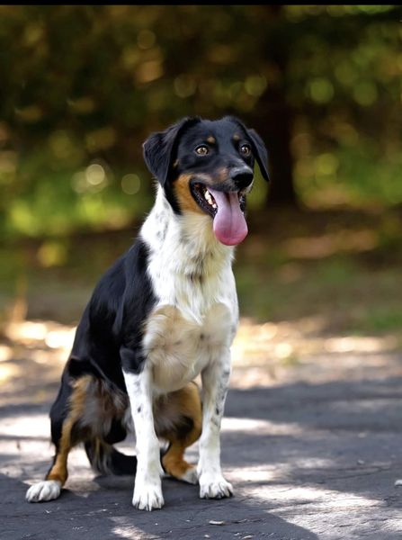 PEDRITO - Terrier available for adoption