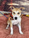 adoptable Dog in  named Misty
