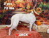 adoptable Dog in  named Jack