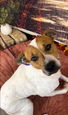 Jack - Photo 2
