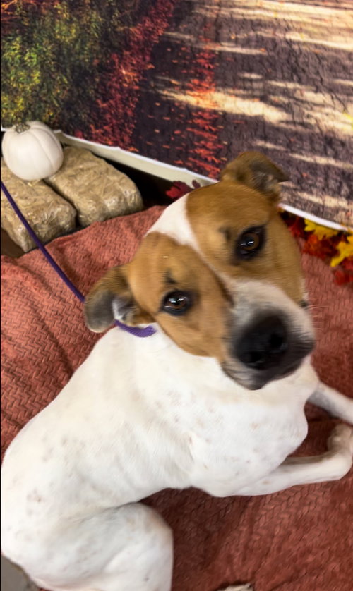 JACK - American Bulldog available for adoption