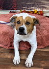 Jack - Photo 3