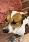 Jack - Photo 4