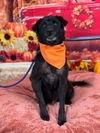 adoptable Dog in  named Shadow