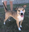 adoptable Dog in  named Mel