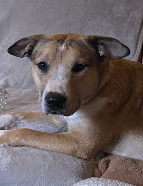 MEL - Shepherd available for adoption
