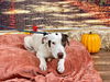 adoptable Dog in  named Tika