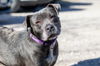 adoptable Dog in  named Critter