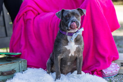 CRITTER - Pit Bull Terrier available for adoption