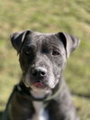 Critter - Photo 3