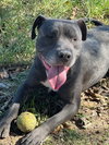 Critter - Photo 4