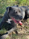 Critter - Photo 5