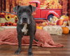 Critter - Photo 7