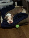 adoptable Dog in  named Sheila