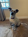 adoptable Dog in  named Blue