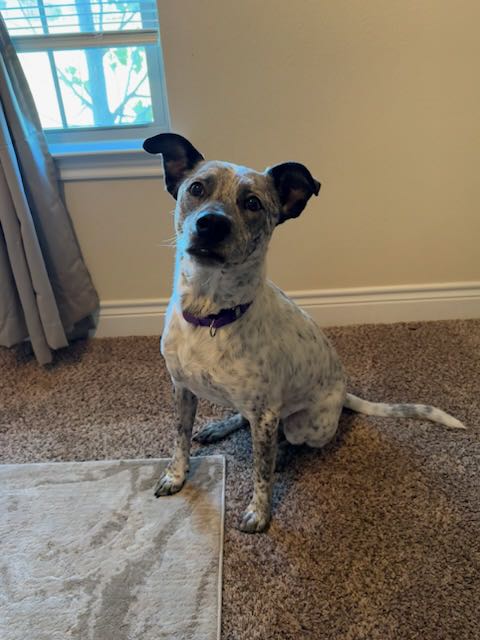 BLUE - Australian Cattle Dog/Blue Heeler available for adoption