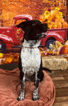 adoptable Dog in  named Birdie