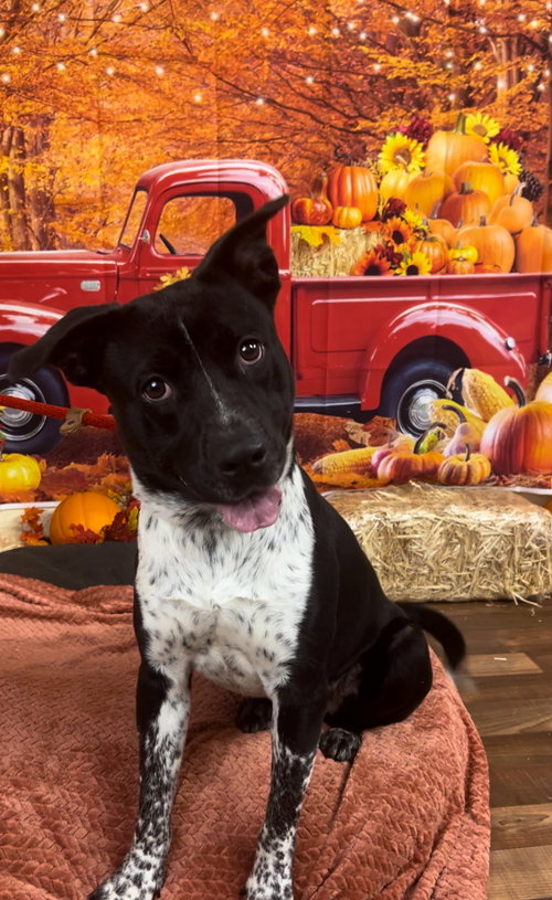 BIRDIE - Pit Bull Terrier available for adoption