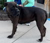 adoptable Dog in  named Trixie